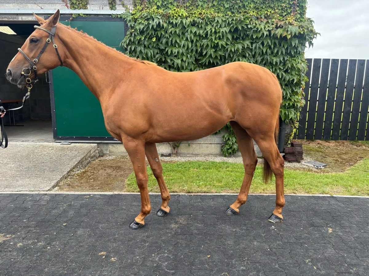 thoroughbred filly - Image 1
