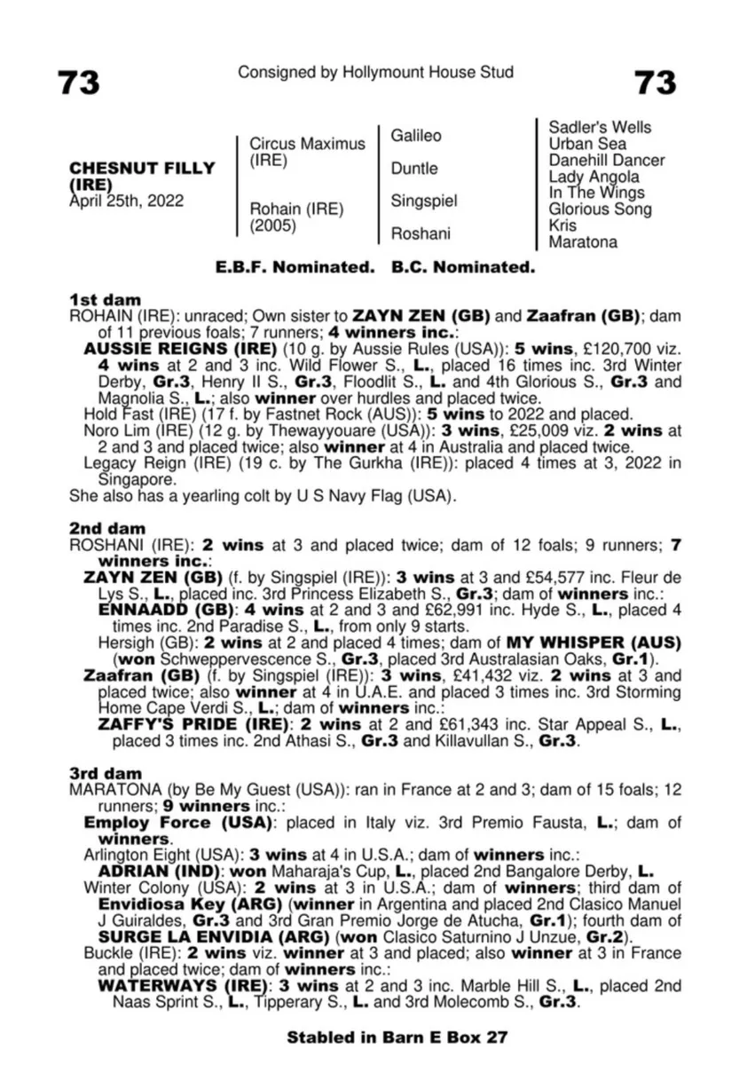 thoroughbred filly - Image 3