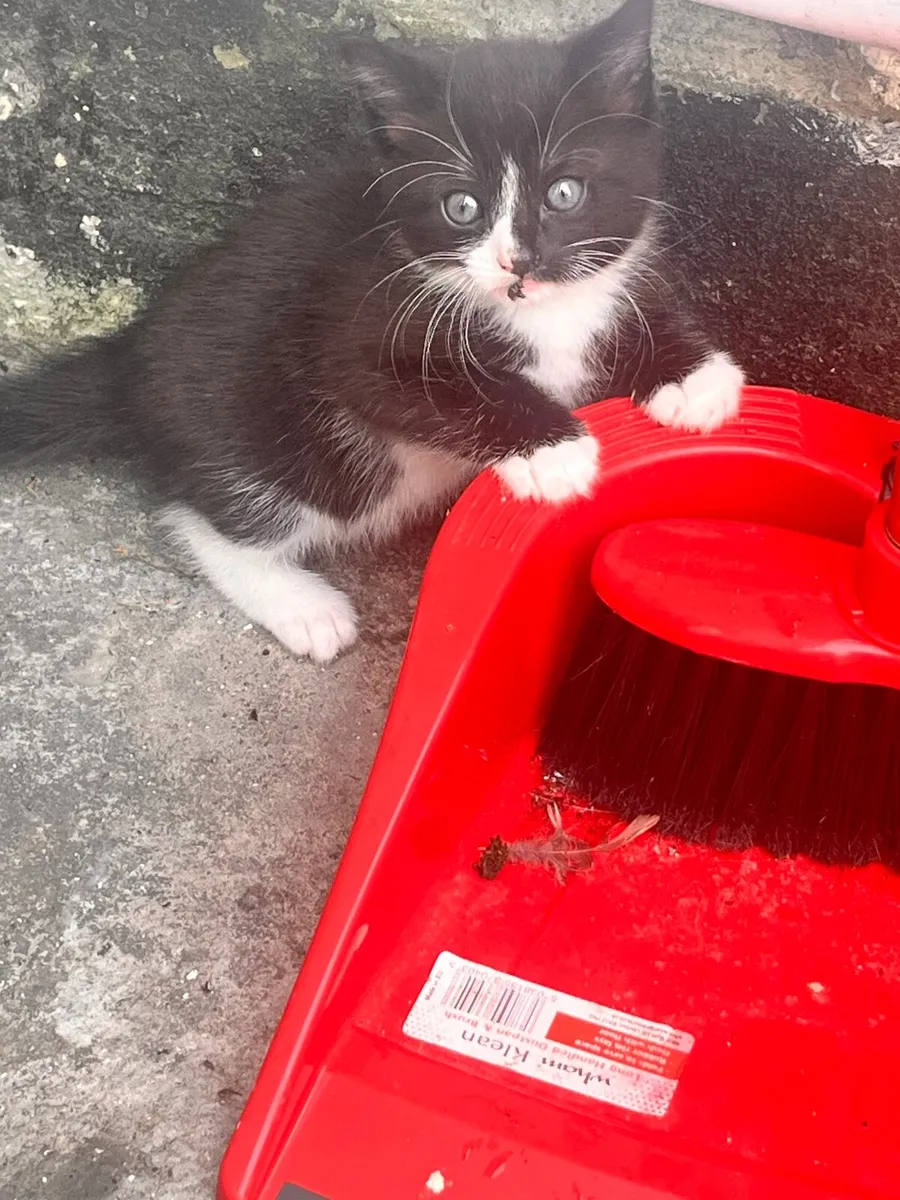 Kittens - Image 2
