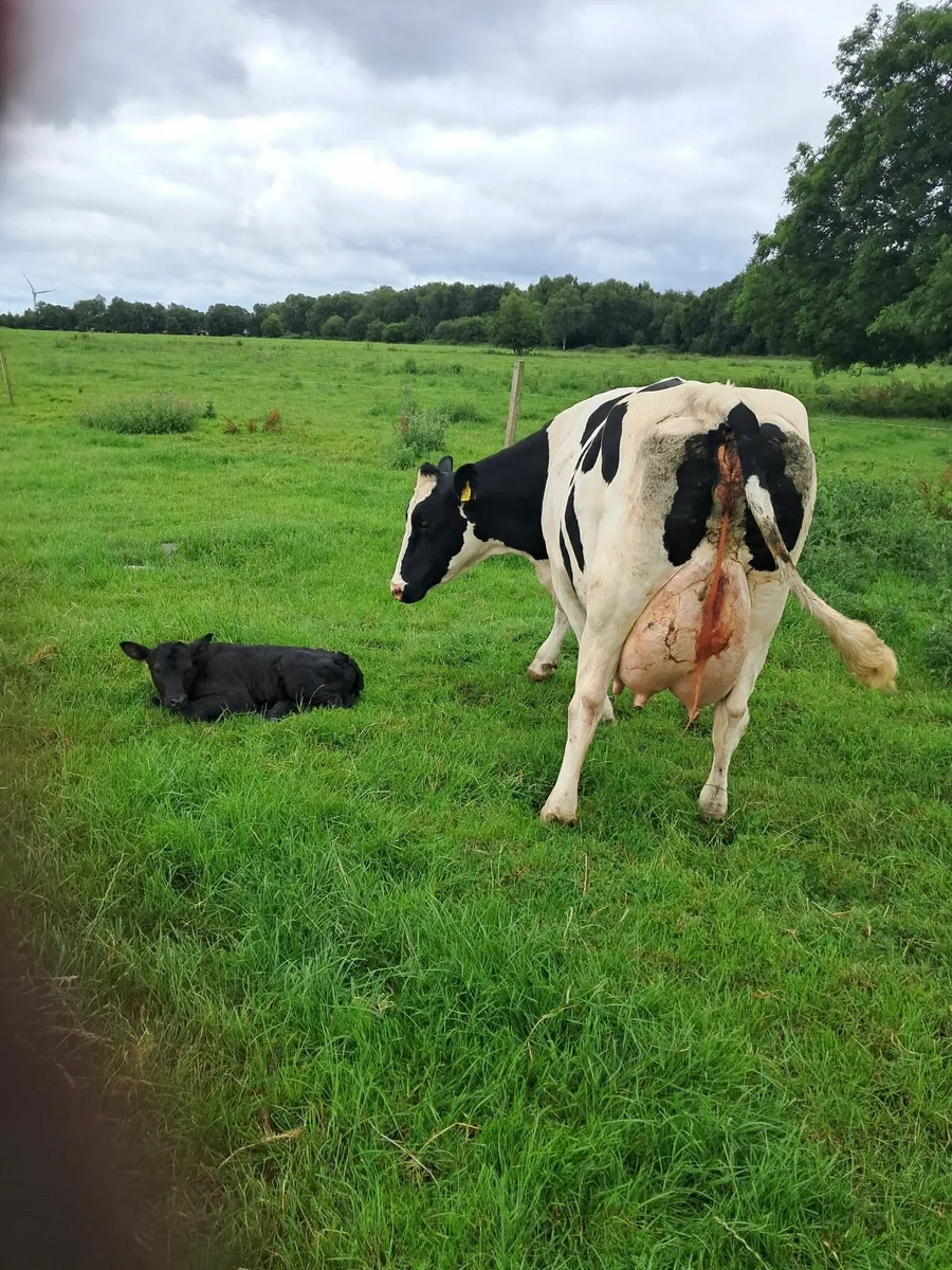 Dairy cow - Image 3