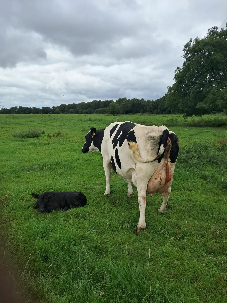 Dairy cow - Image 2