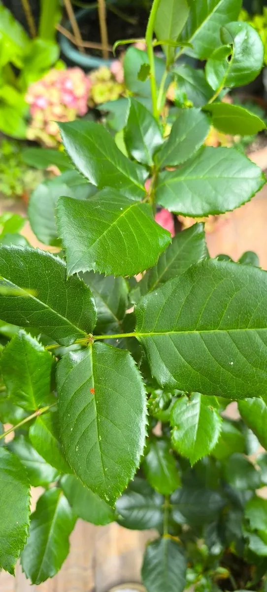 Garden plants - Image 4