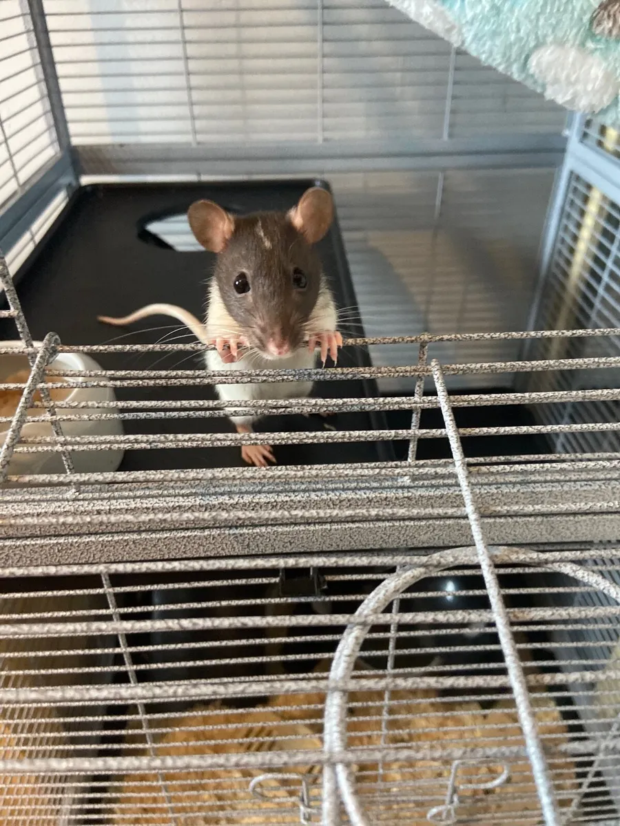 Rats - Image 1