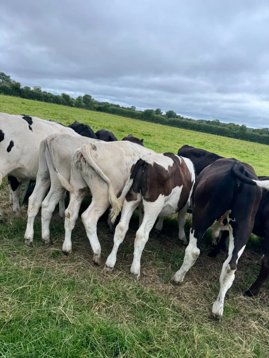 Reared Weanlings - Image 1