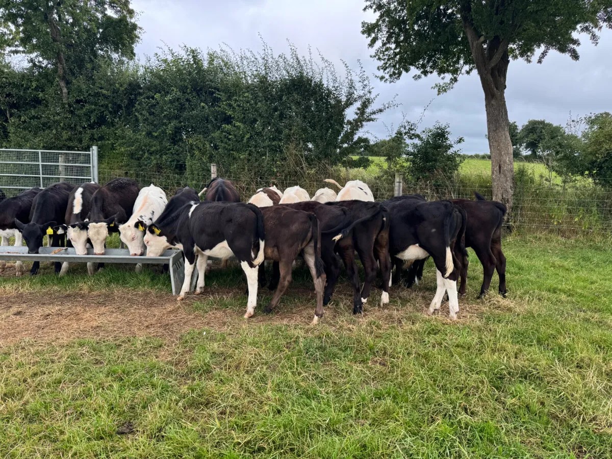 Reared Weanlings - Image 2