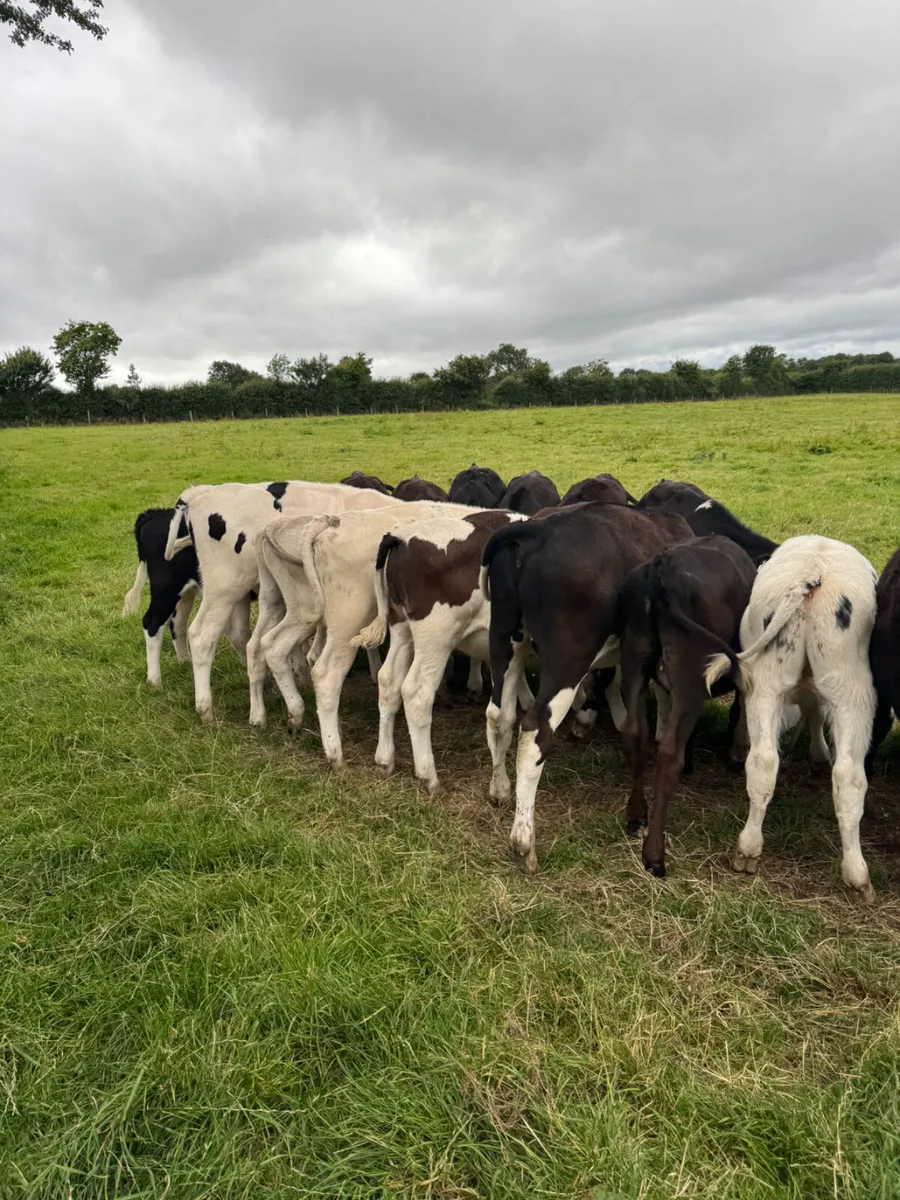 Reared Weanlings - Image 4