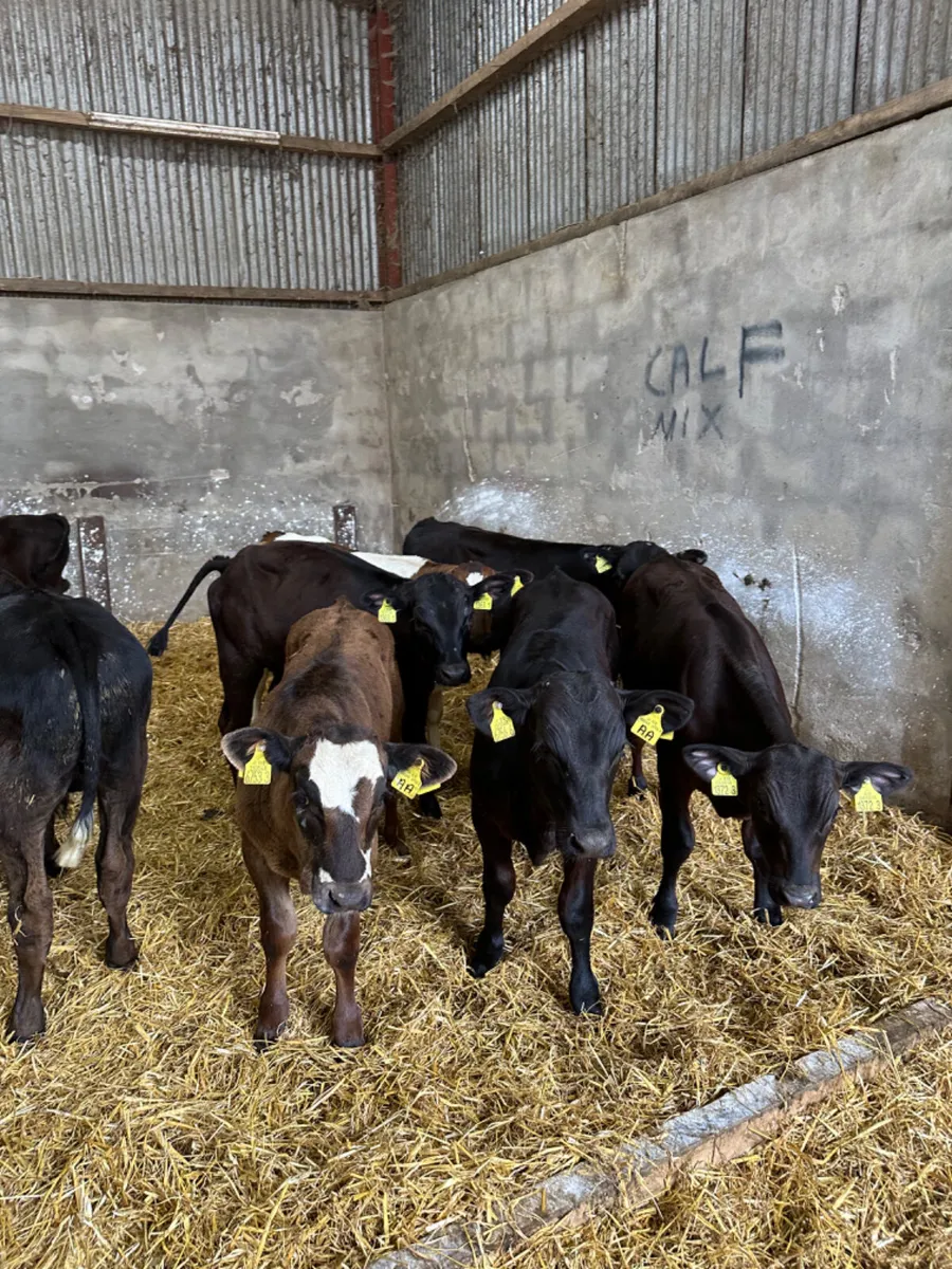 Angus bulls - Image 1