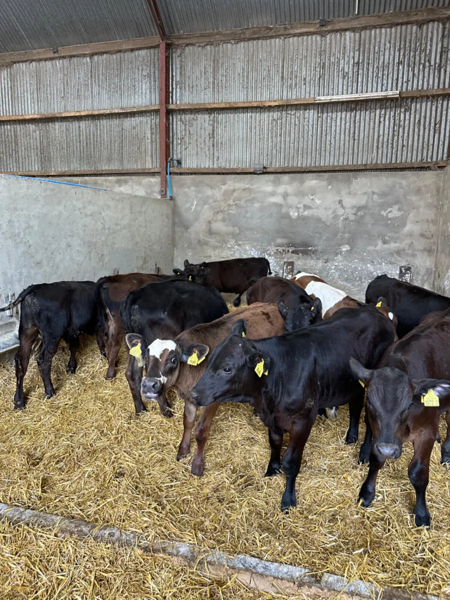 Angus bulls - Image 3