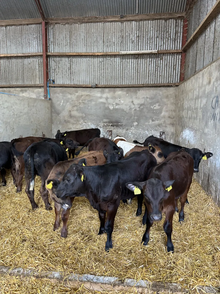 Angus bulls - Image 2