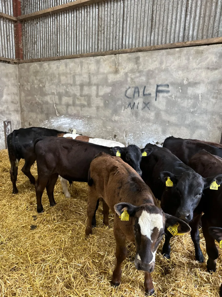 Angus bulls - Image 4