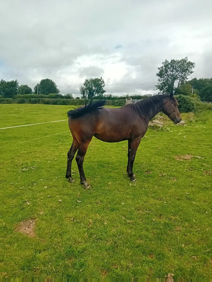 15.2hh+ 2yr filly IDxTB - Image 2
