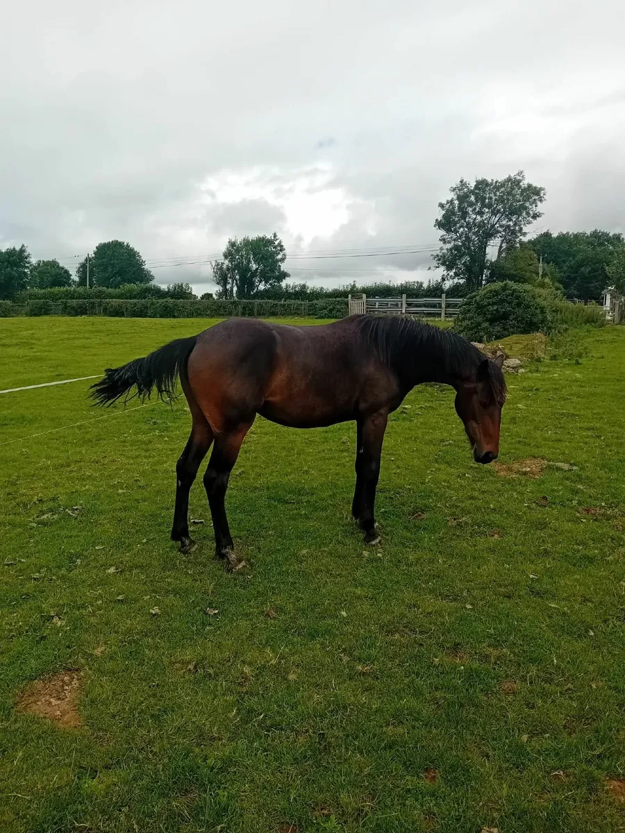 15.2hh+ 2yr filly IDxTB - Image 3