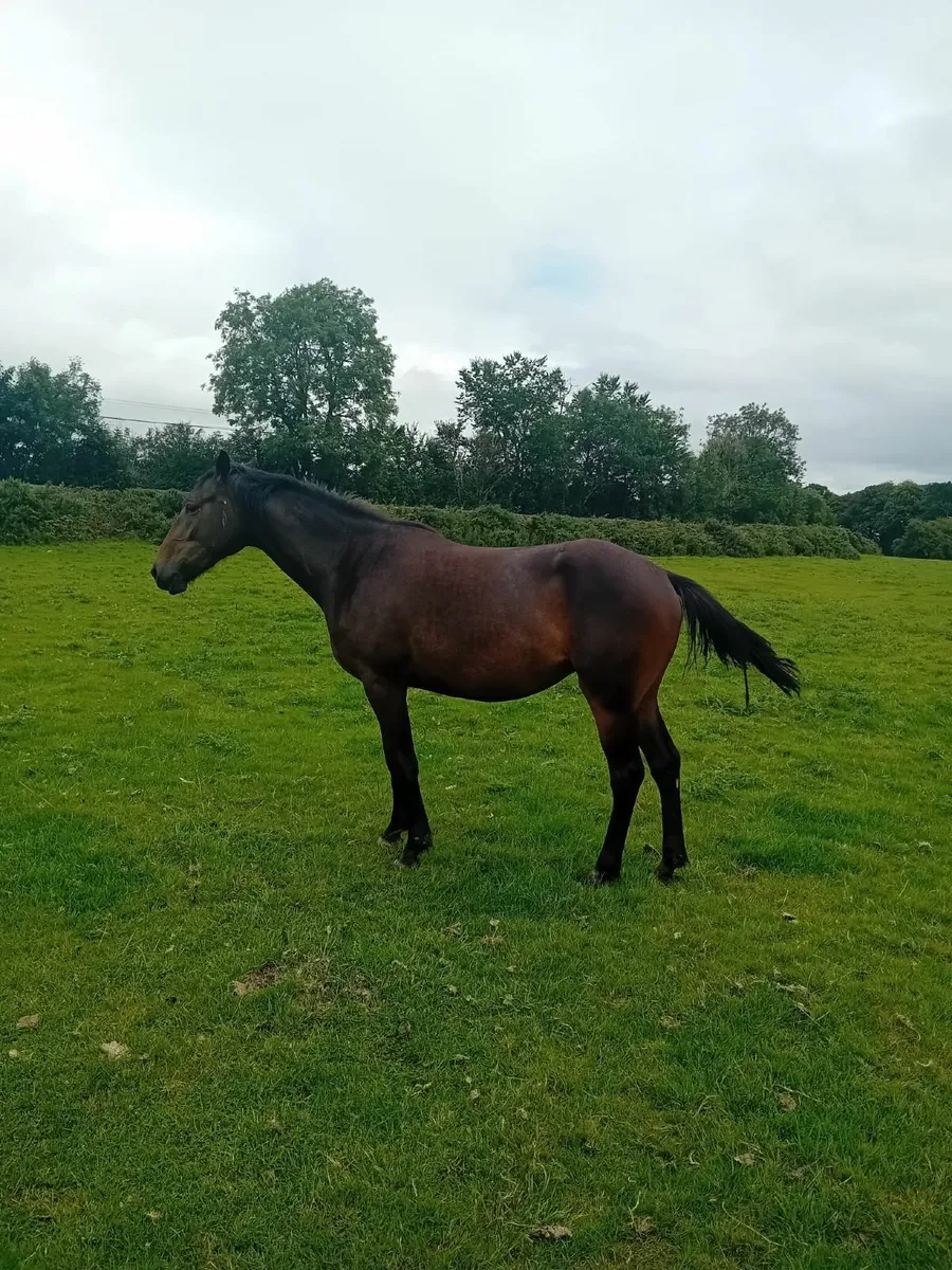 15.2hh+ 2yr filly IDxTB - Image 4