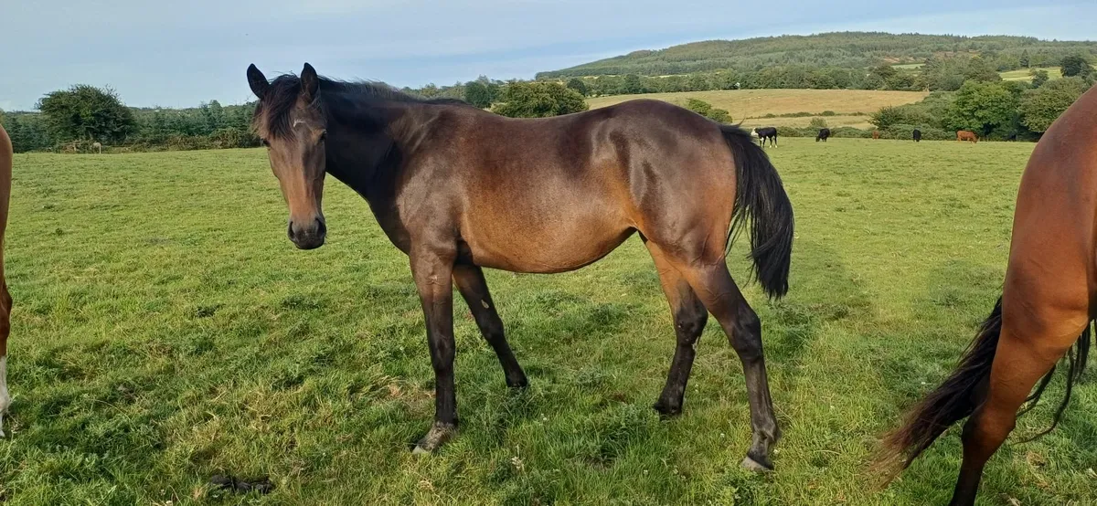 15.2hh+ 2yr filly IDxTB - Image 1