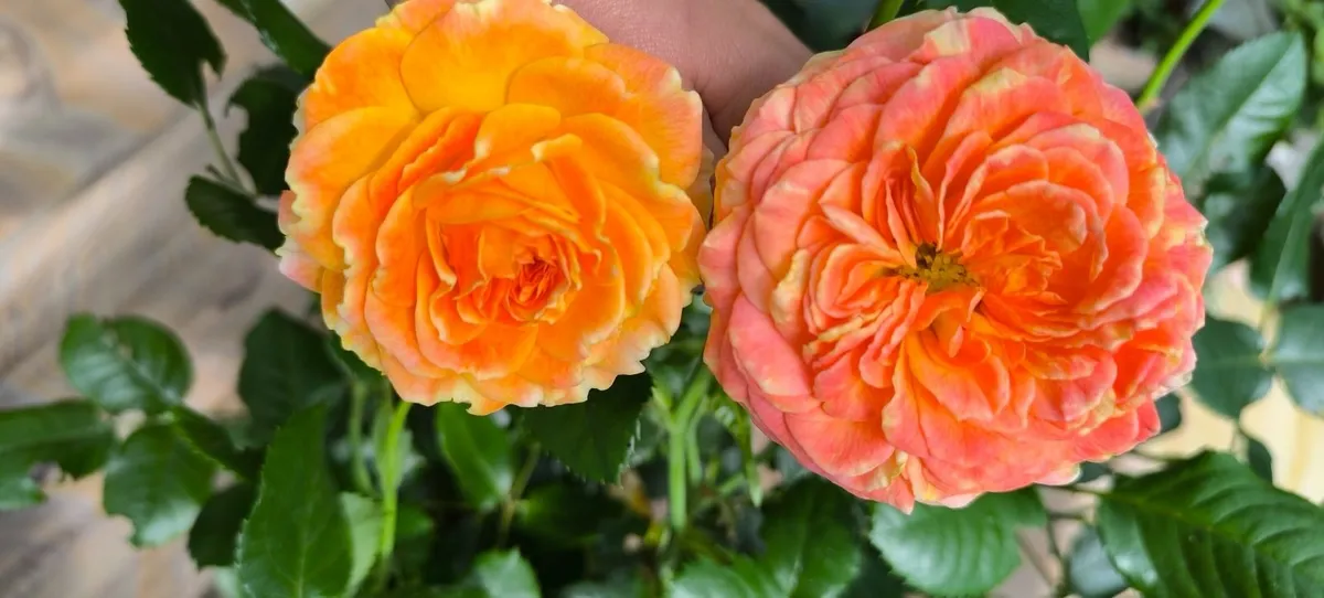 Garden plants - Image 2