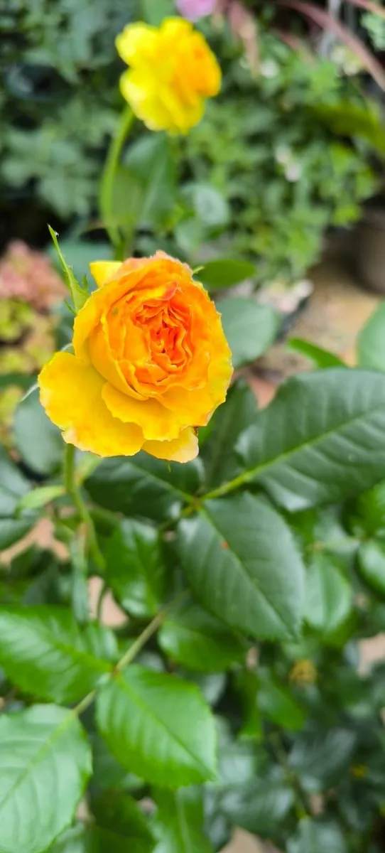 Garden plants - Image 3