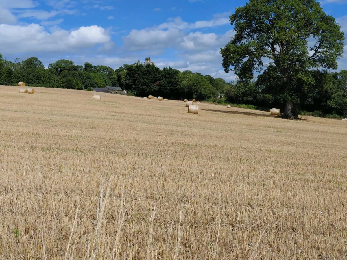 Round Bales of Barley Straw - Image 2