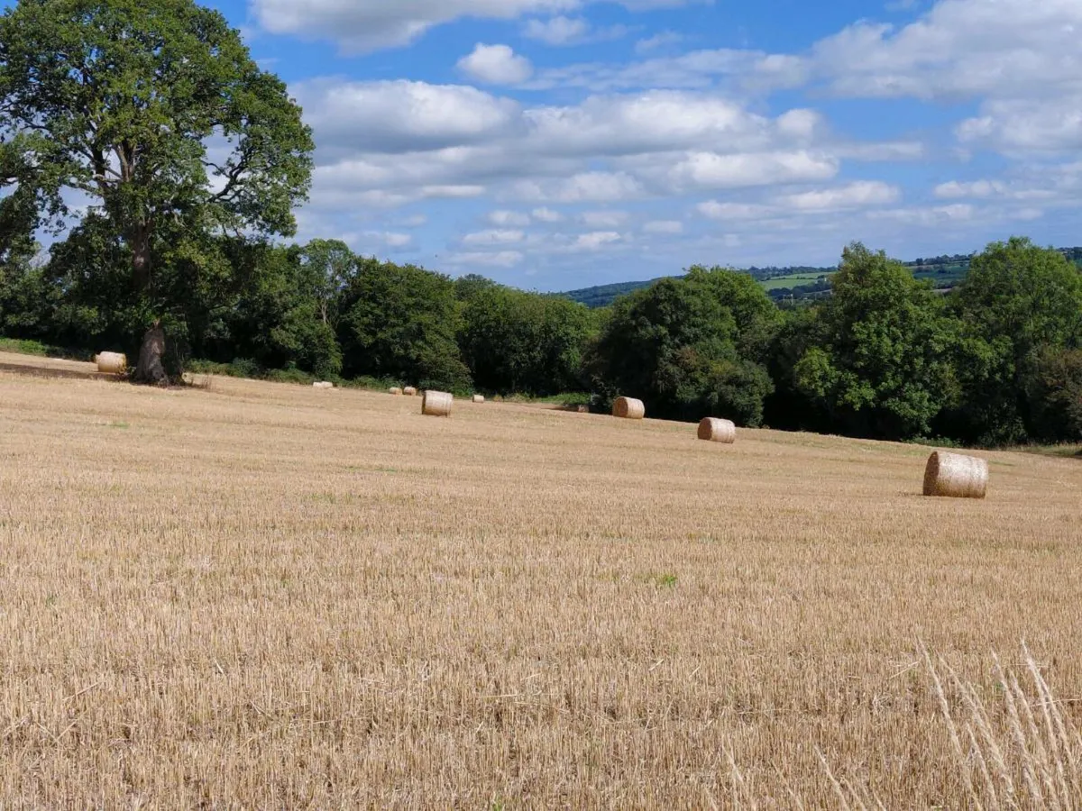 Round Bales of Barley Straw - Image 3