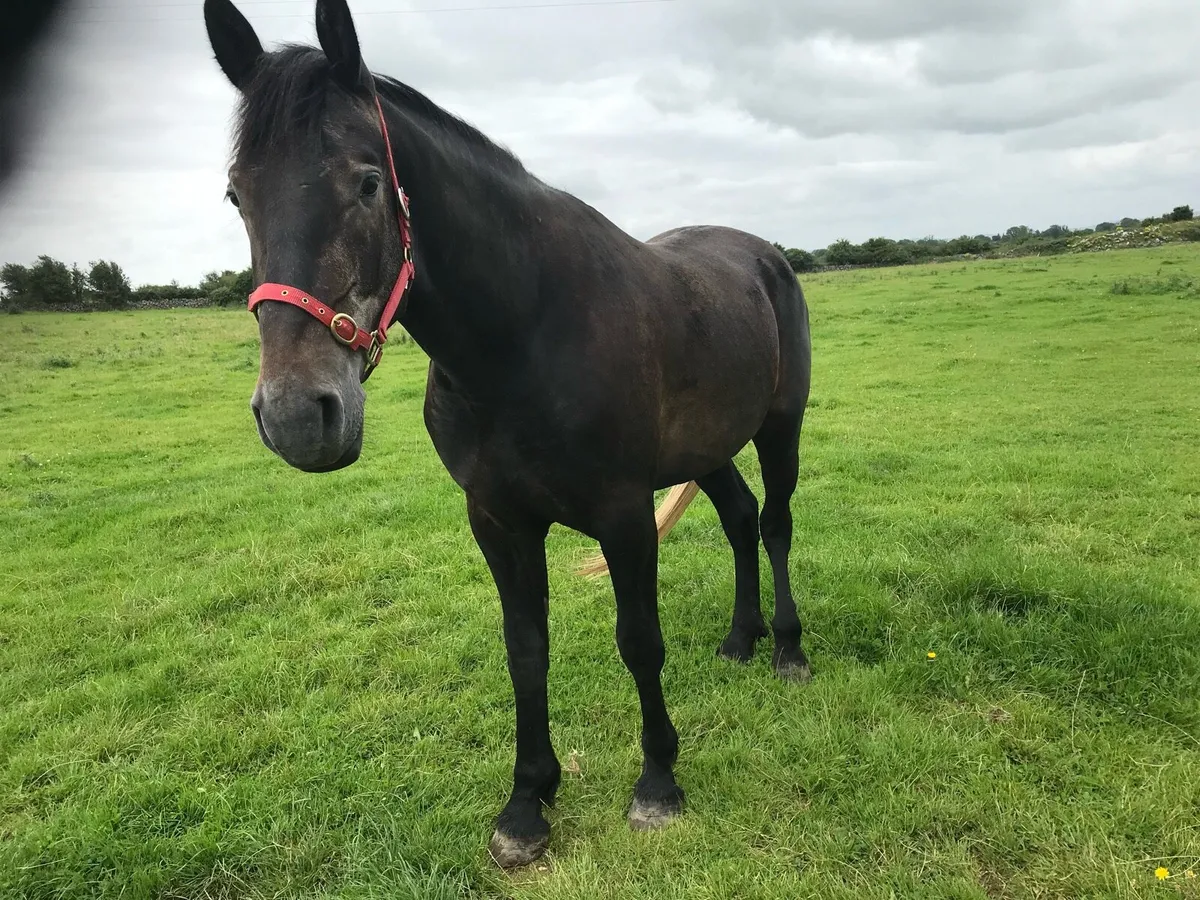Full Irish Draught gelding in Drumshanbo tomorrow - Image 1