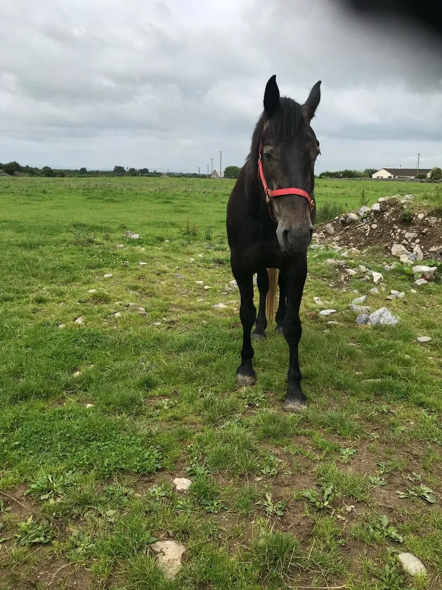 Full Irish Draught gelding in Drumshanbo tomorrow - Image 2