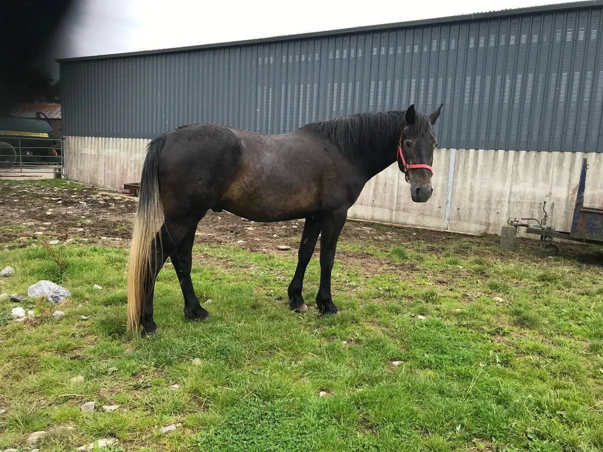 Full Irish Draught gelding in Drumshanbo tomorrow - Image 3