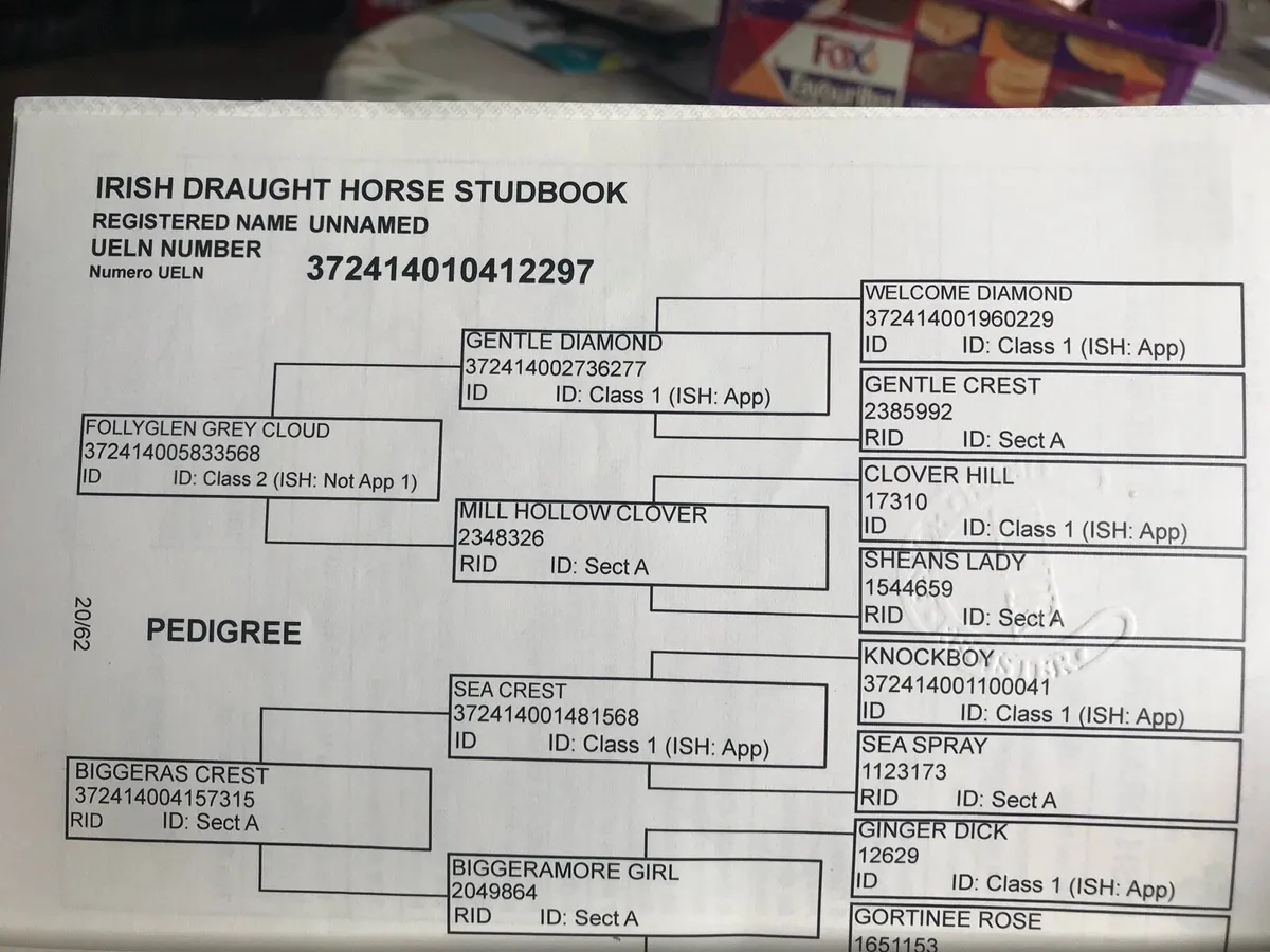 Full Irish Draught gelding in Drumshanbo tomorrow - Image 4