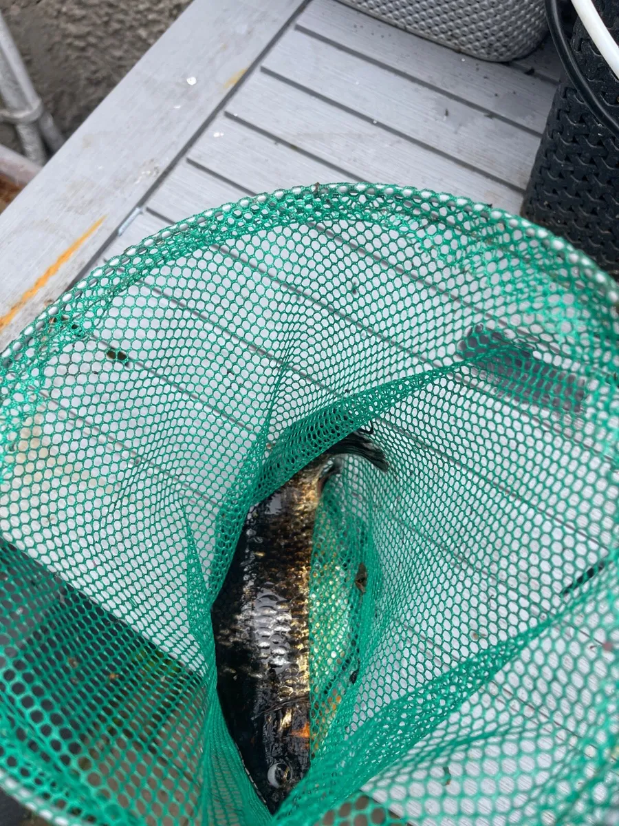 Koi fish - Image 1