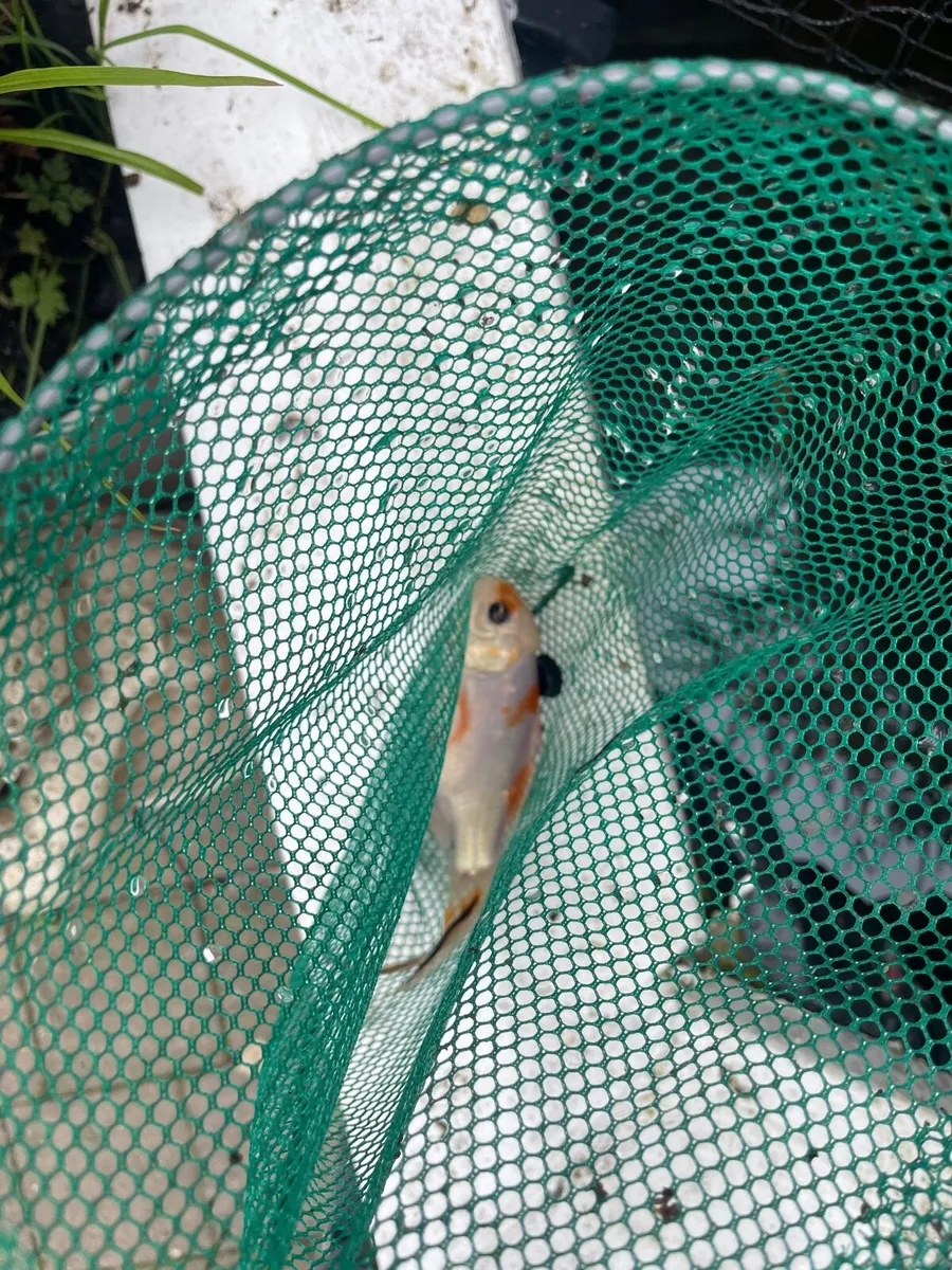Koi fish - Image 2