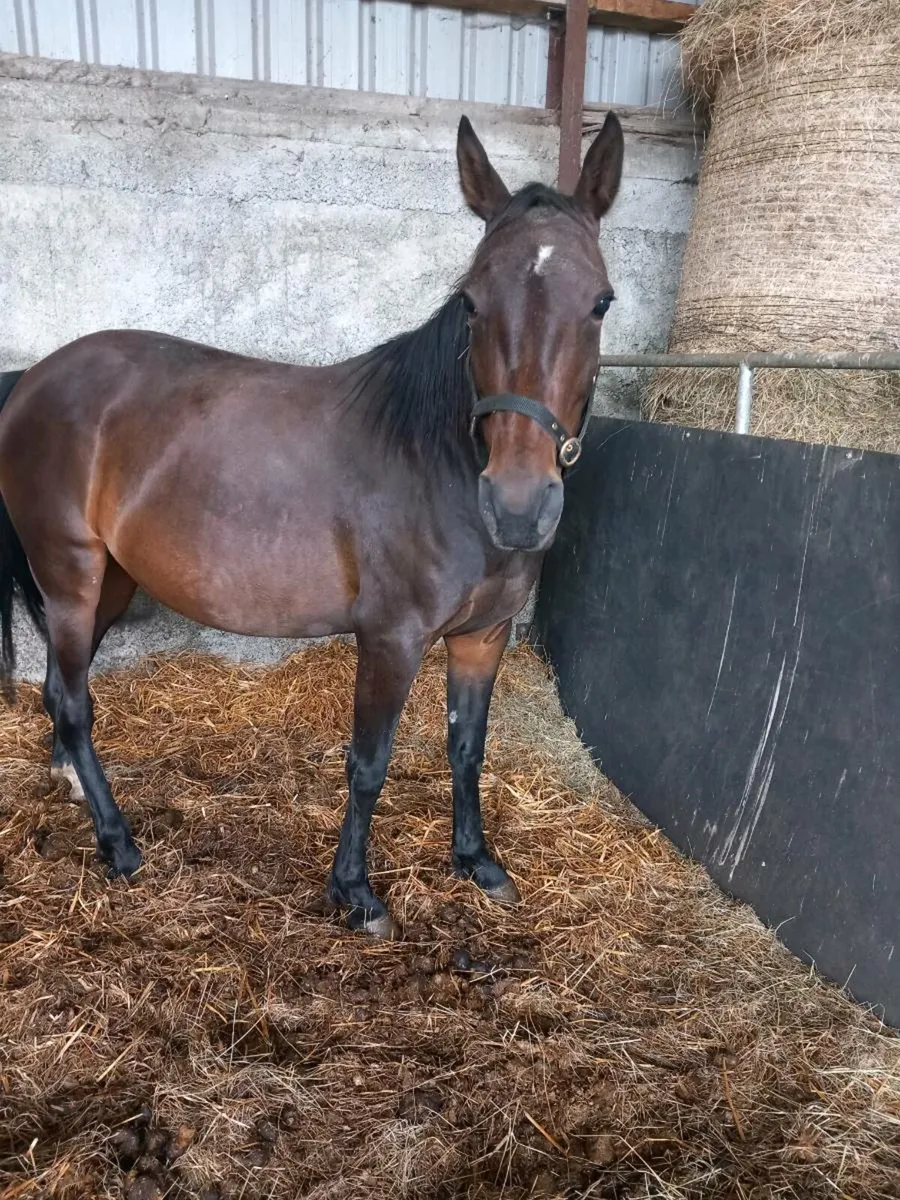 Horse