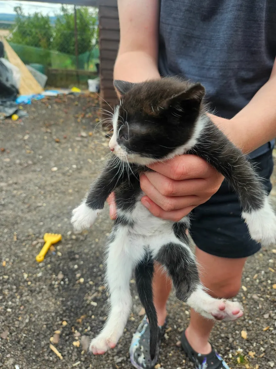 Kittens - Image 2