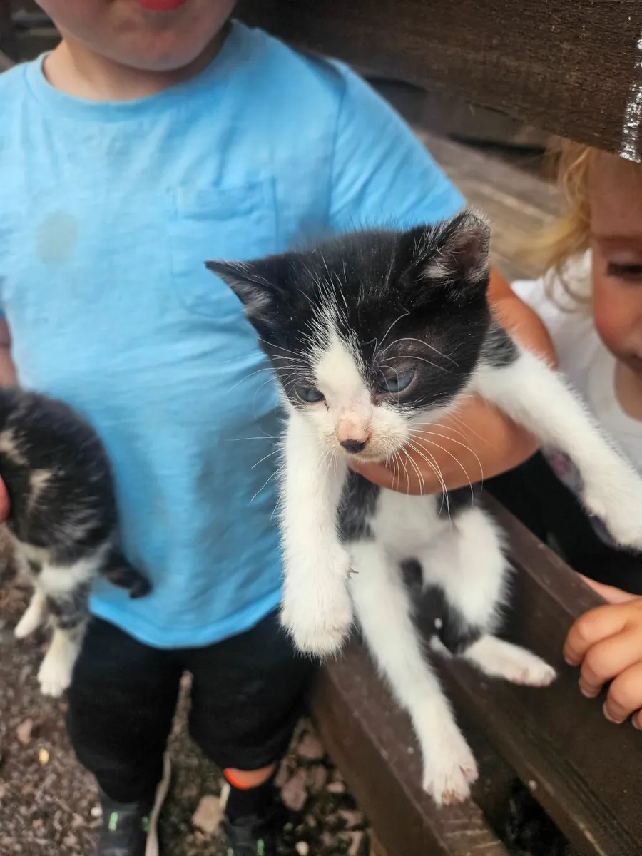 Kittens - Image 3