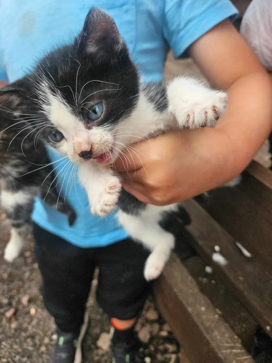 Kittens - Image 1
