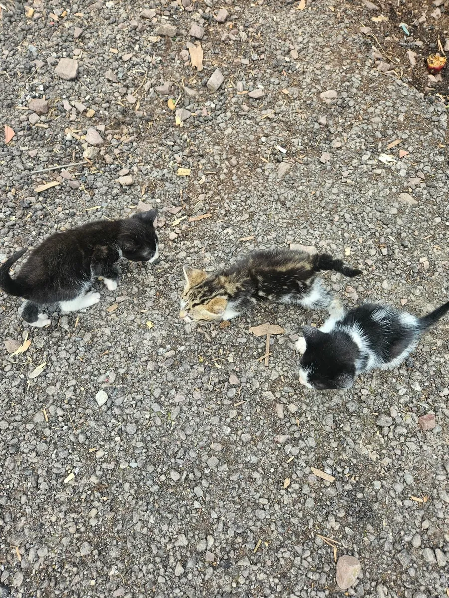 Kittens - Image 4