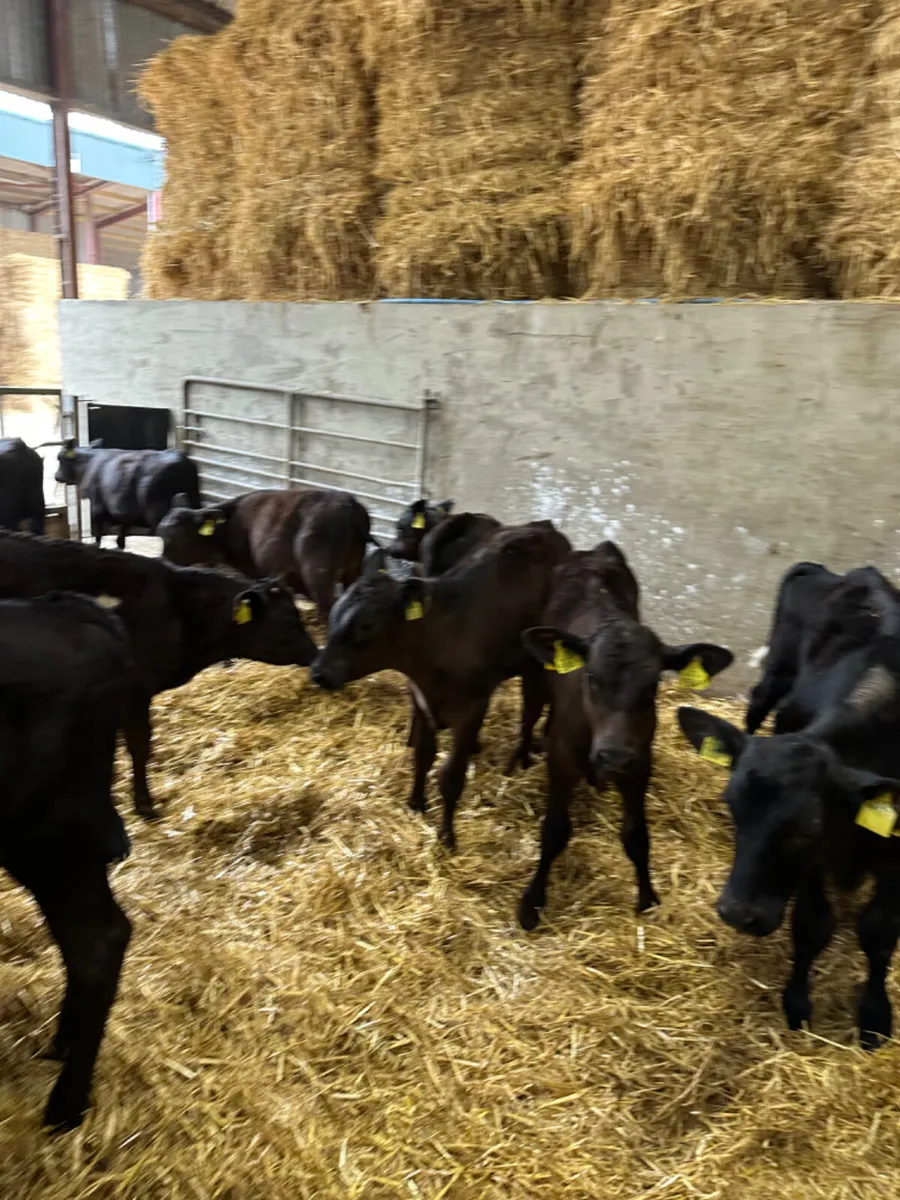 Angus bulls - Image 4