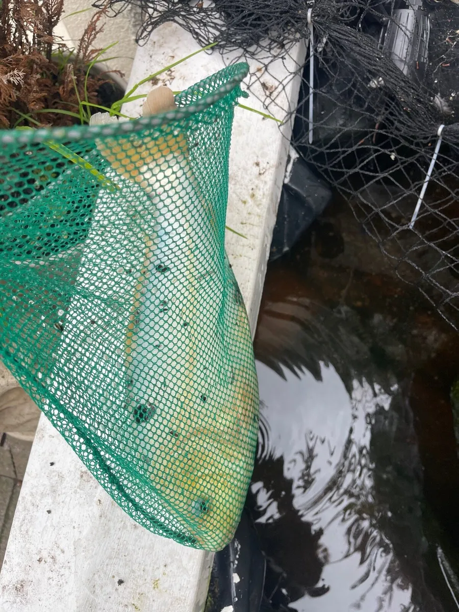 Koi fish - Image 4