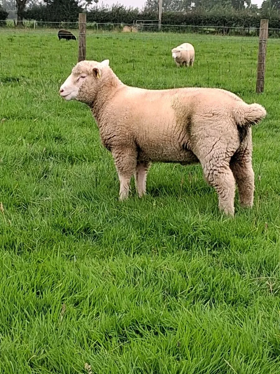 DORSET RAM LAMBS - Image 1