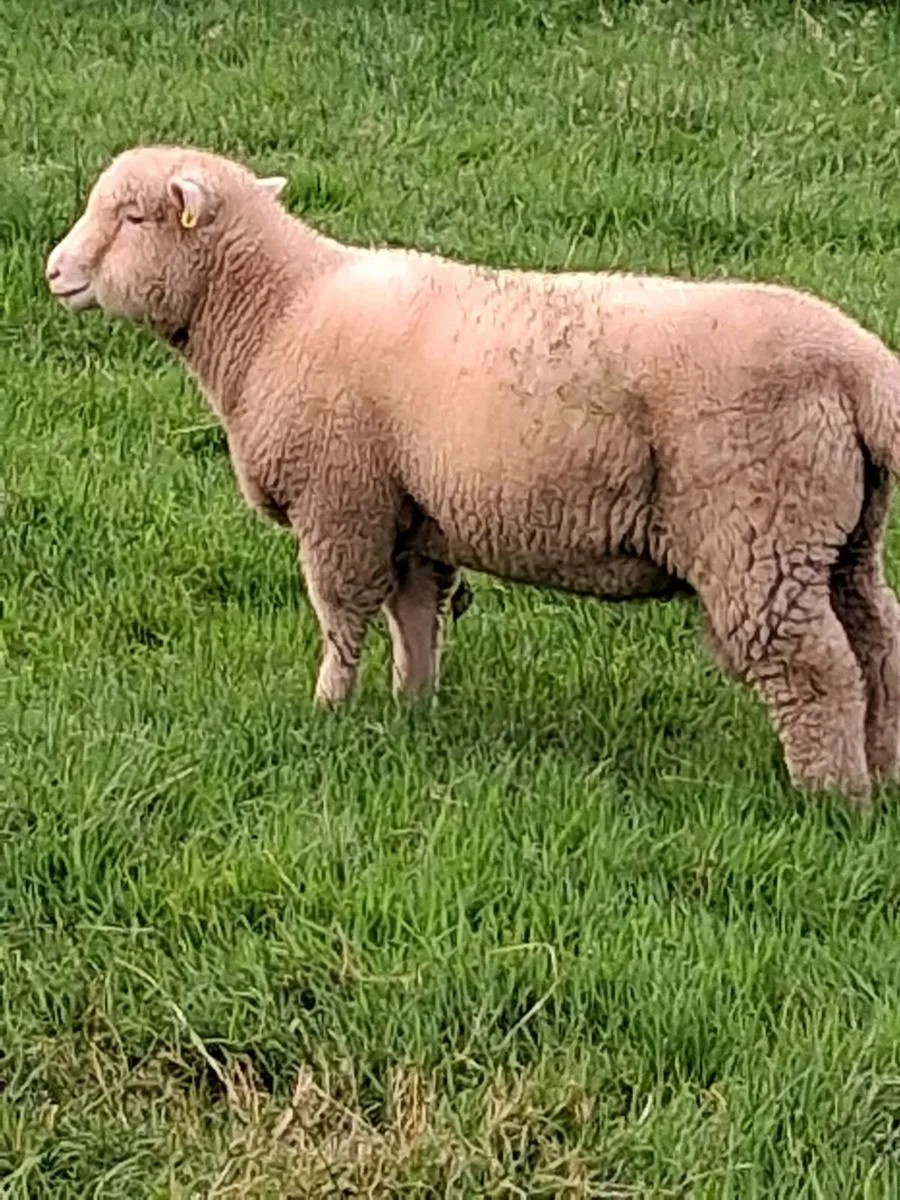 DORSET RAM LAMBS - Image 2