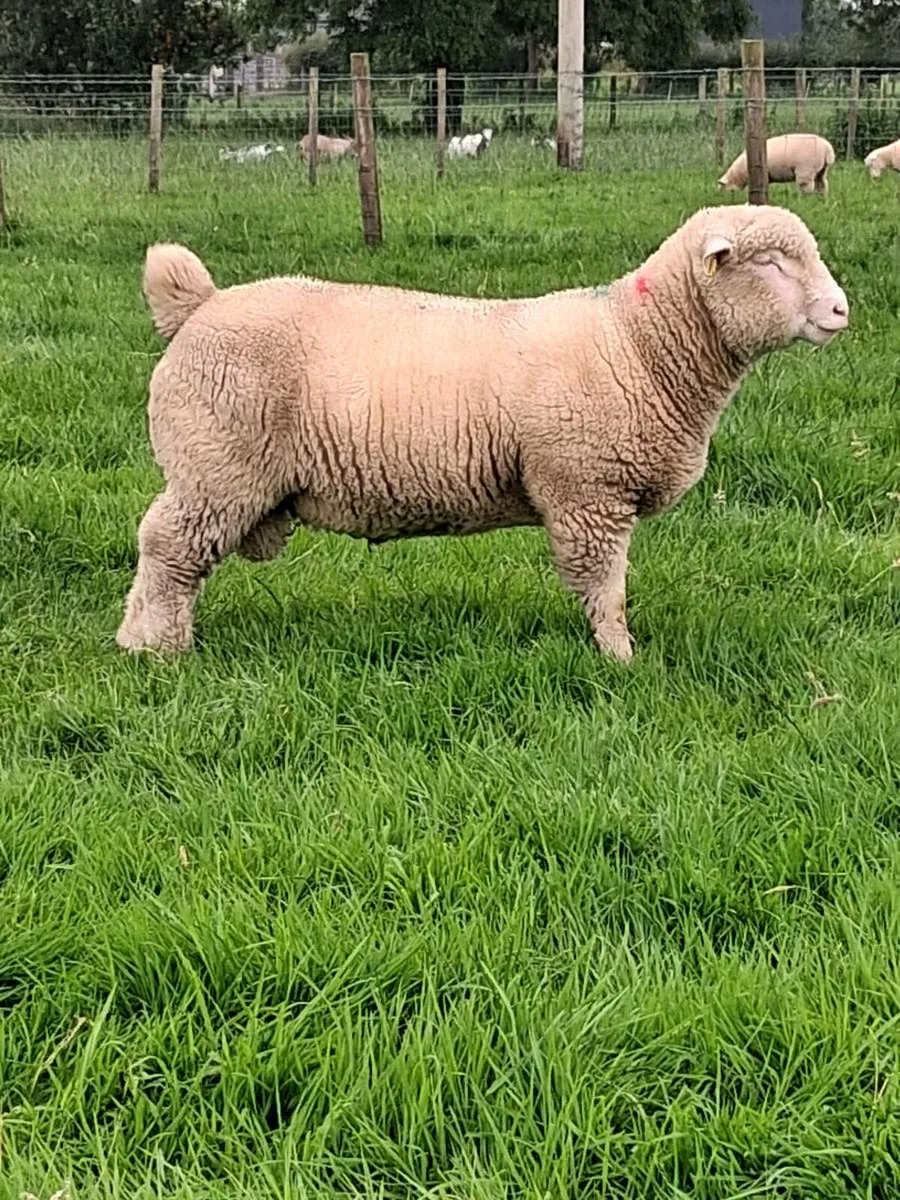 DORSET RAM LAMBS - Image 3