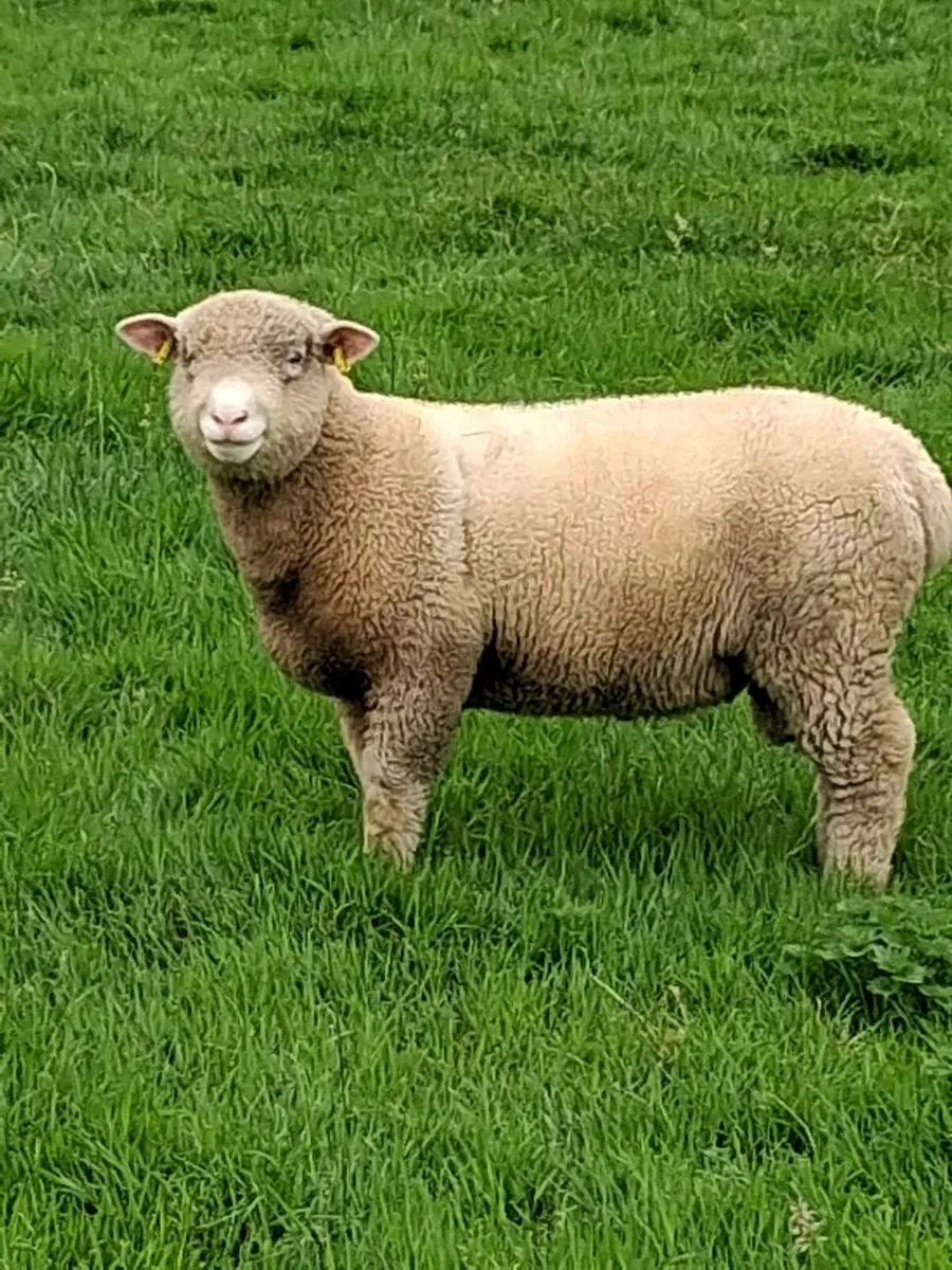 DORSET RAM LAMBS - Image 4