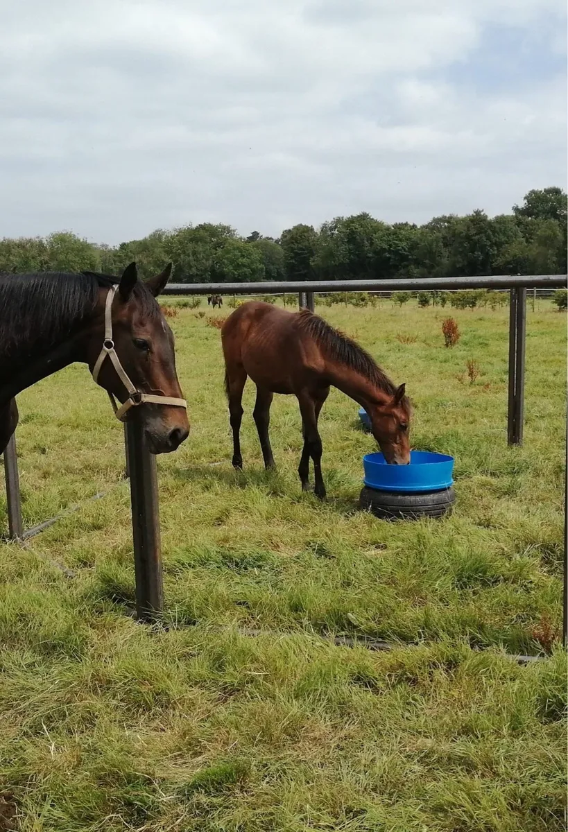 Foal creep feeders - Image 1