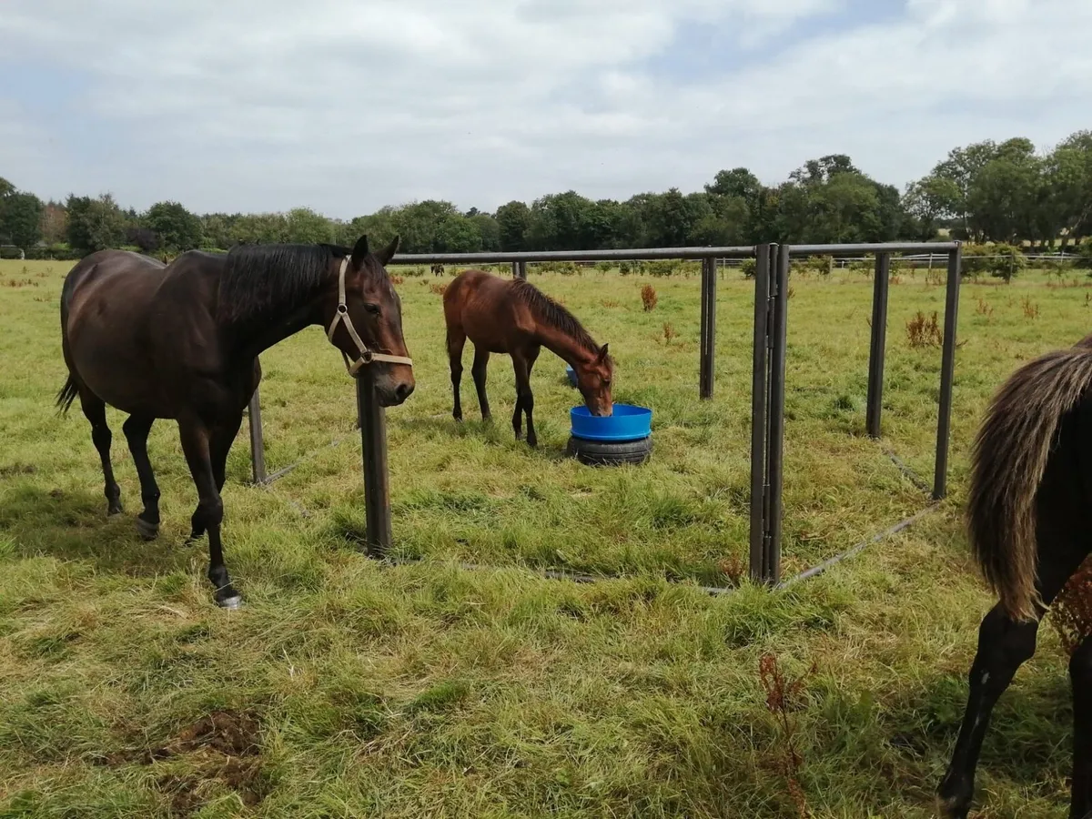 Foal creep feeders - Image 2