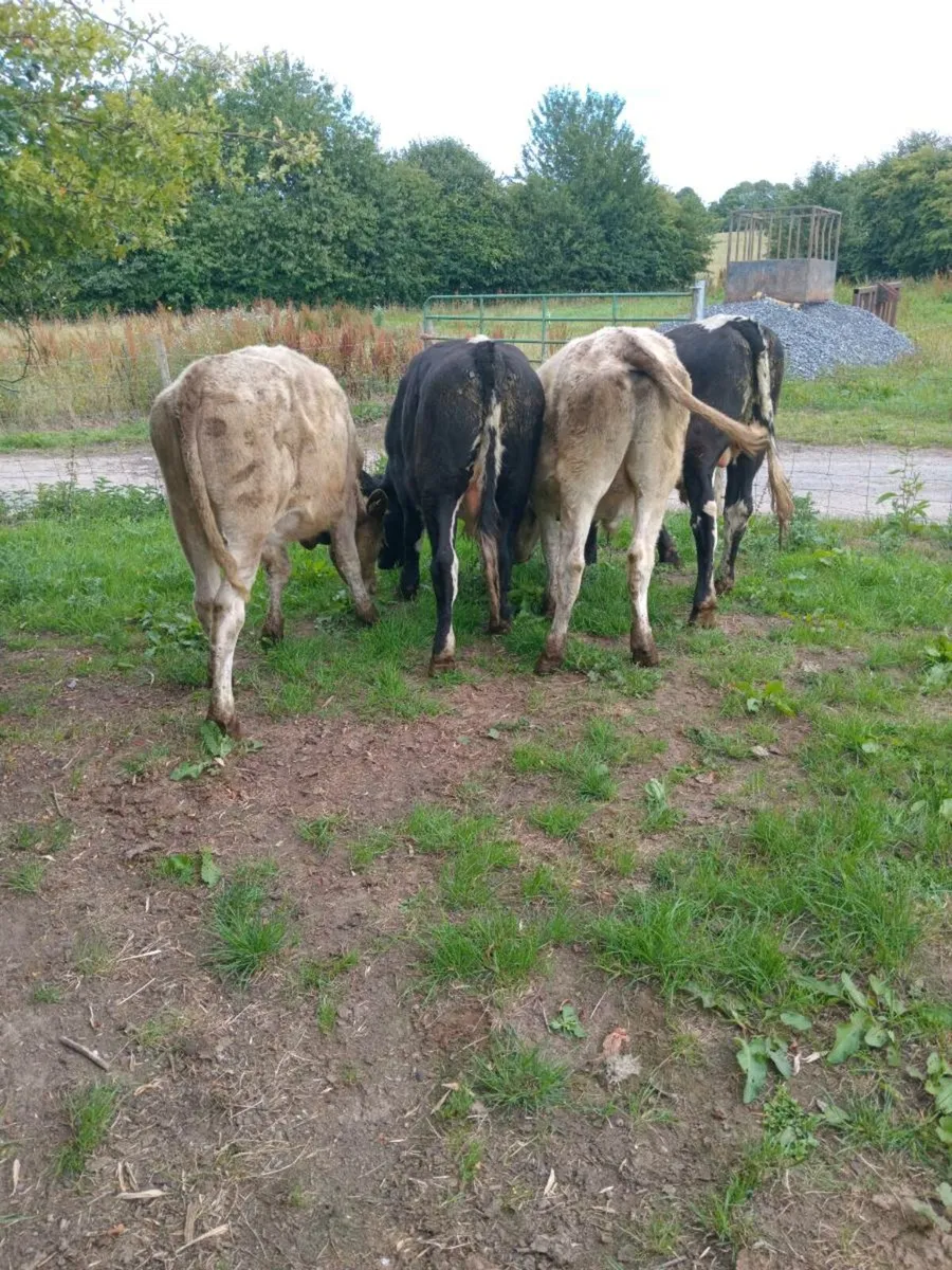 Four smashing continental bullocks 340kg - Image 1