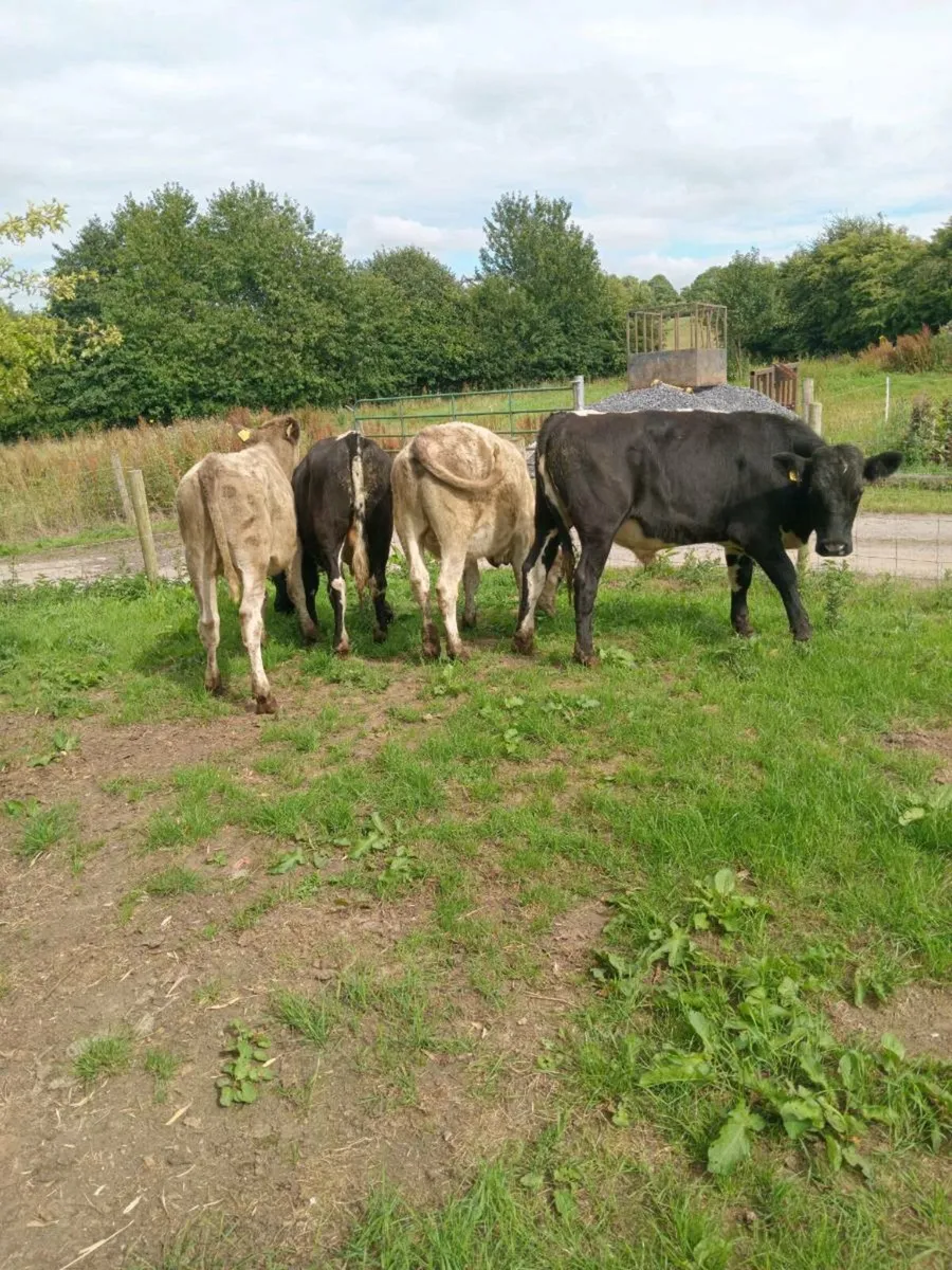 Four smashing continental bullocks 340kg - Image 2