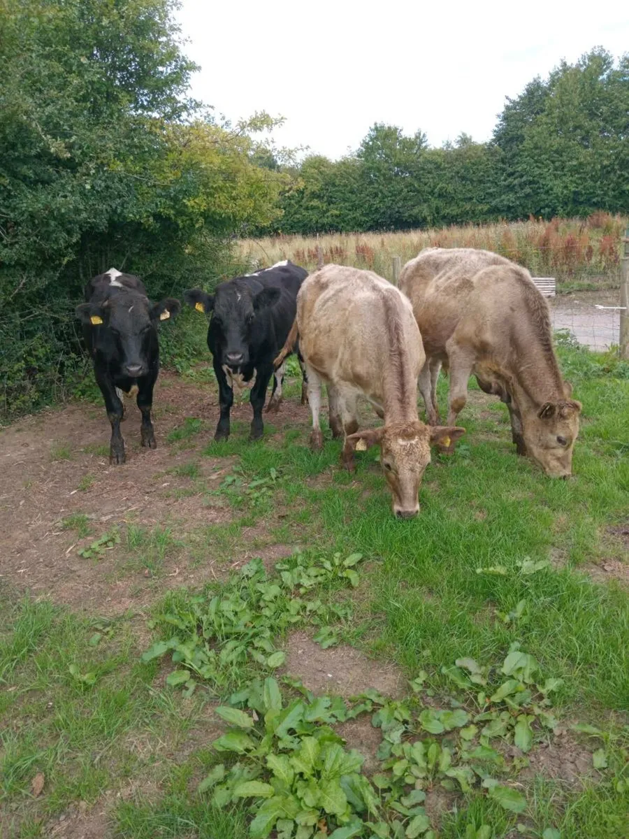 Four smashing continental bullocks 340kg - Image 3