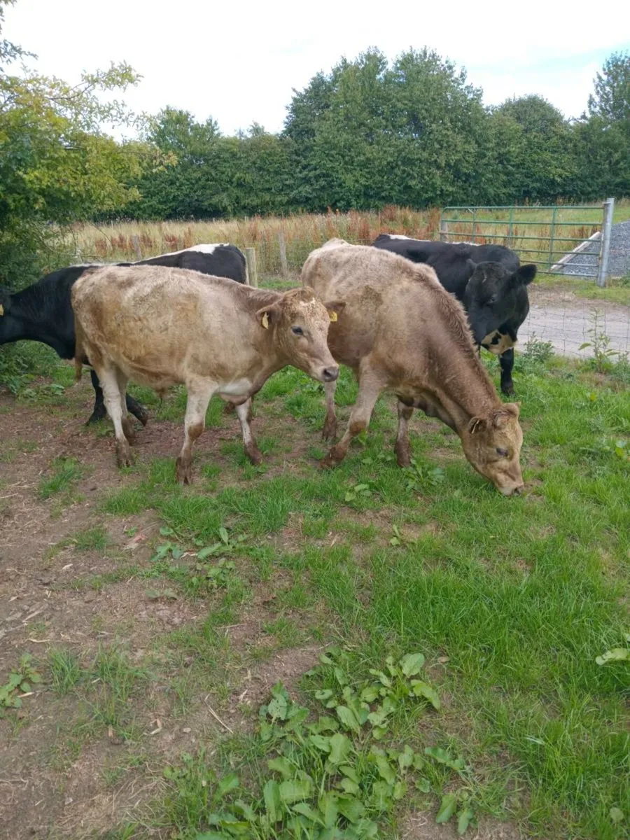 Four smashing continental bullocks 340kg - Image 4