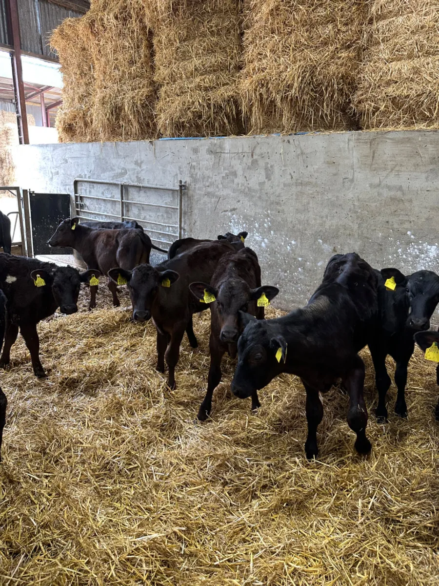 Angus bulls - Image 3