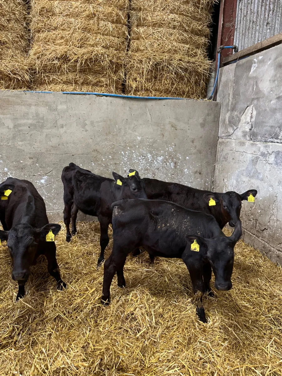 Angus bulls - Image 1