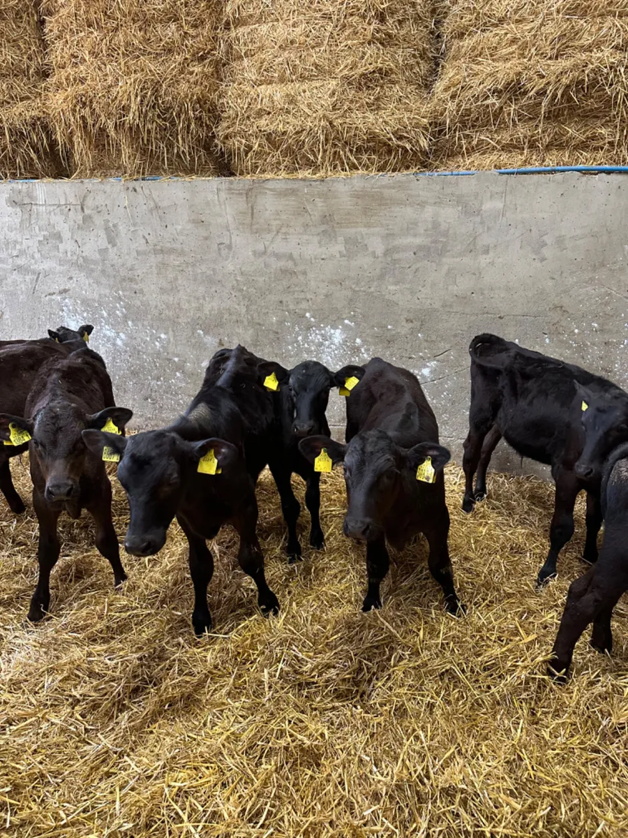 Angus bulls - Image 2