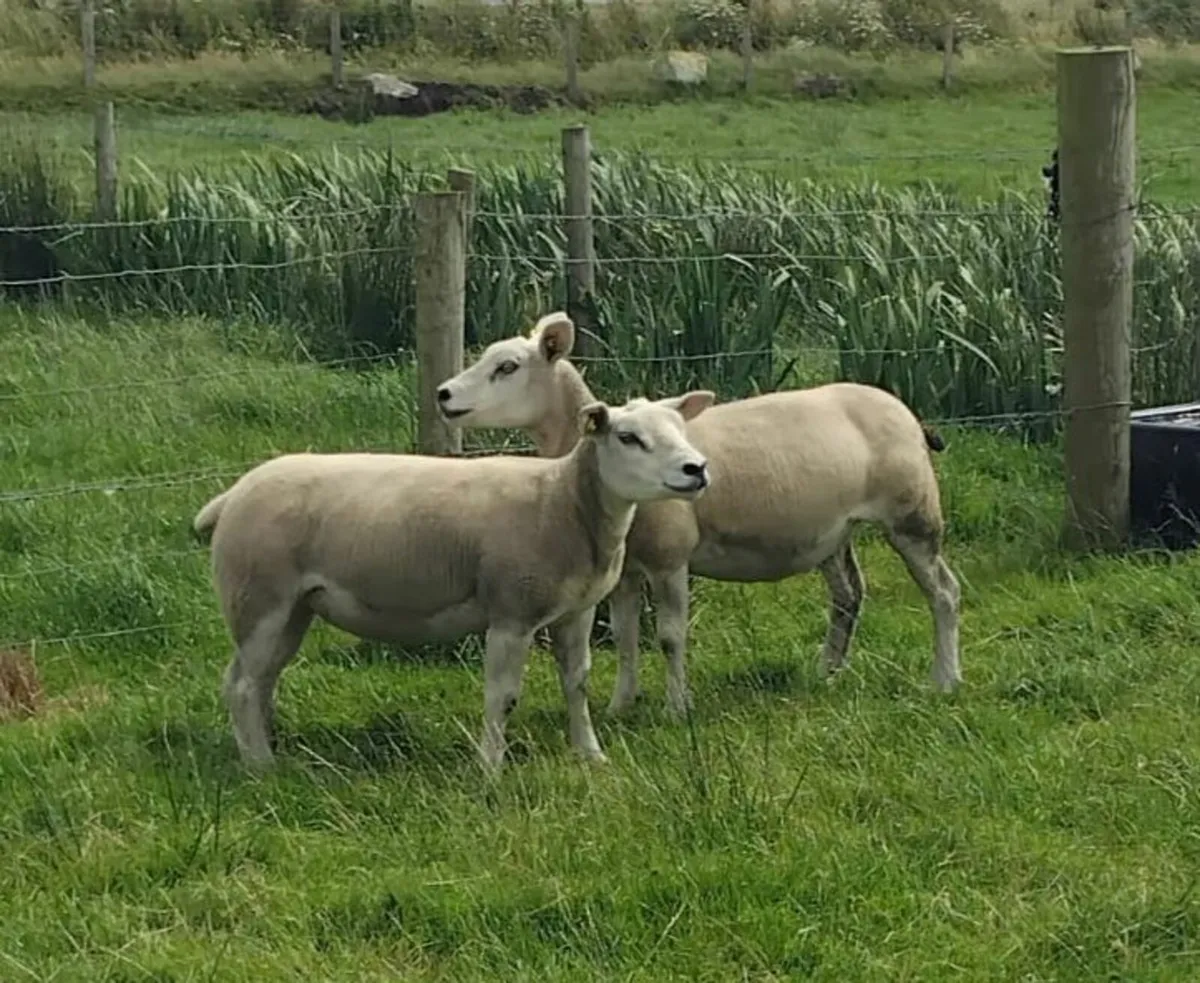 PBR Texel Hoggets - Image 2