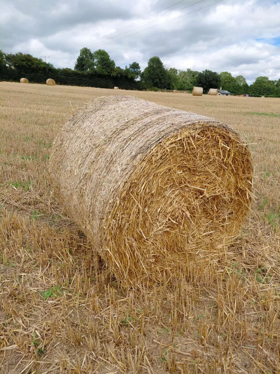 Round Bales of Barley Straw - Image 1